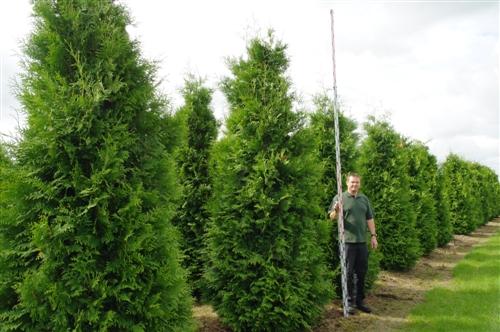 Thuja Brabant