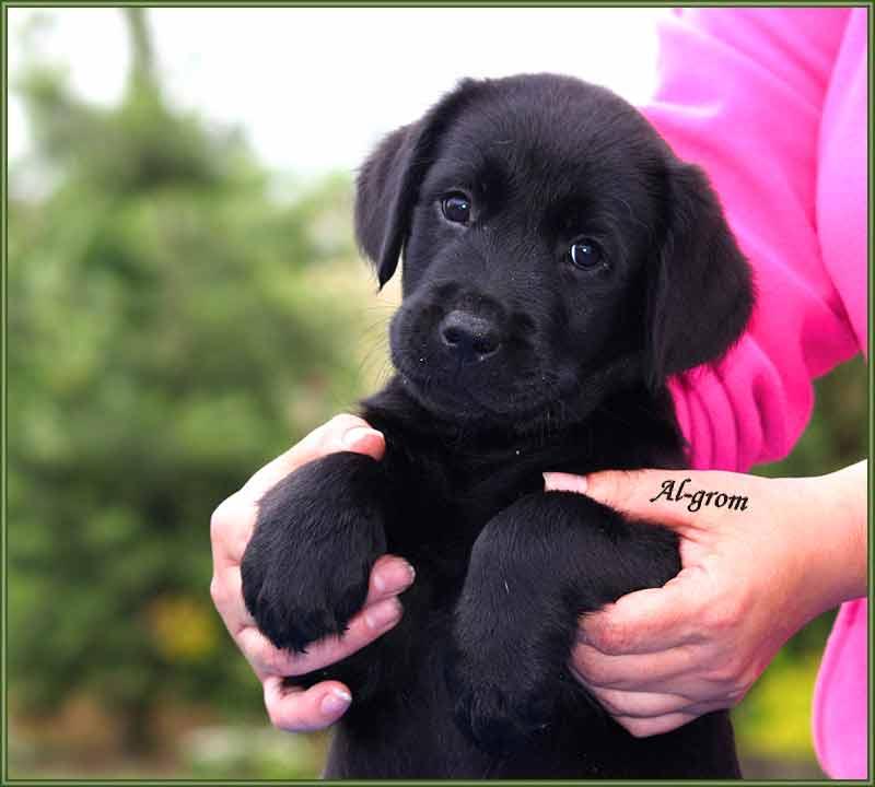 Labrador retriever szczenię czarna suczka , Chynów, mazowieckie