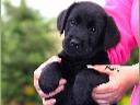 Labrador retriever szczenię czarna suczka