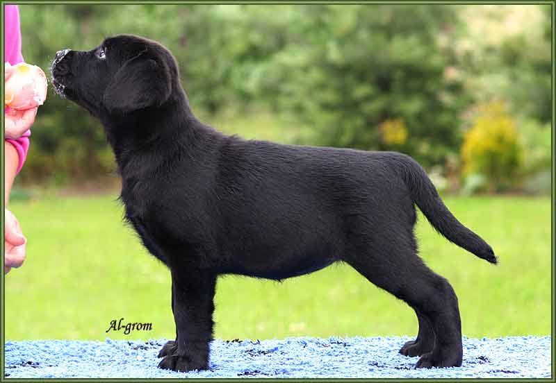 Labrador retriever szczenię czarna suczka , Chynów, mazowieckie