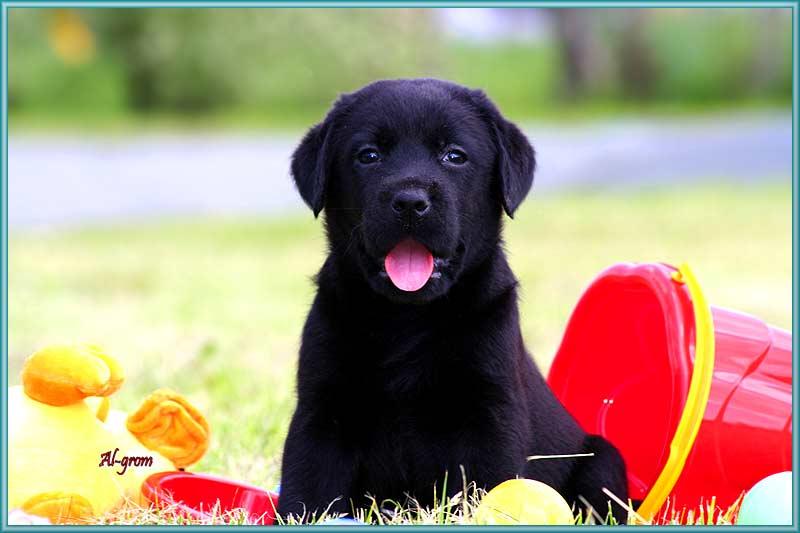 Labrador retriever szczenię czarna suczka , Chynów, mazowieckie