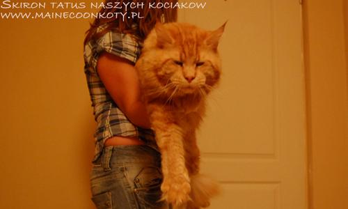 Hodowla najwiekszych kotów domowych Maine Coon, Kraków, małopolskie