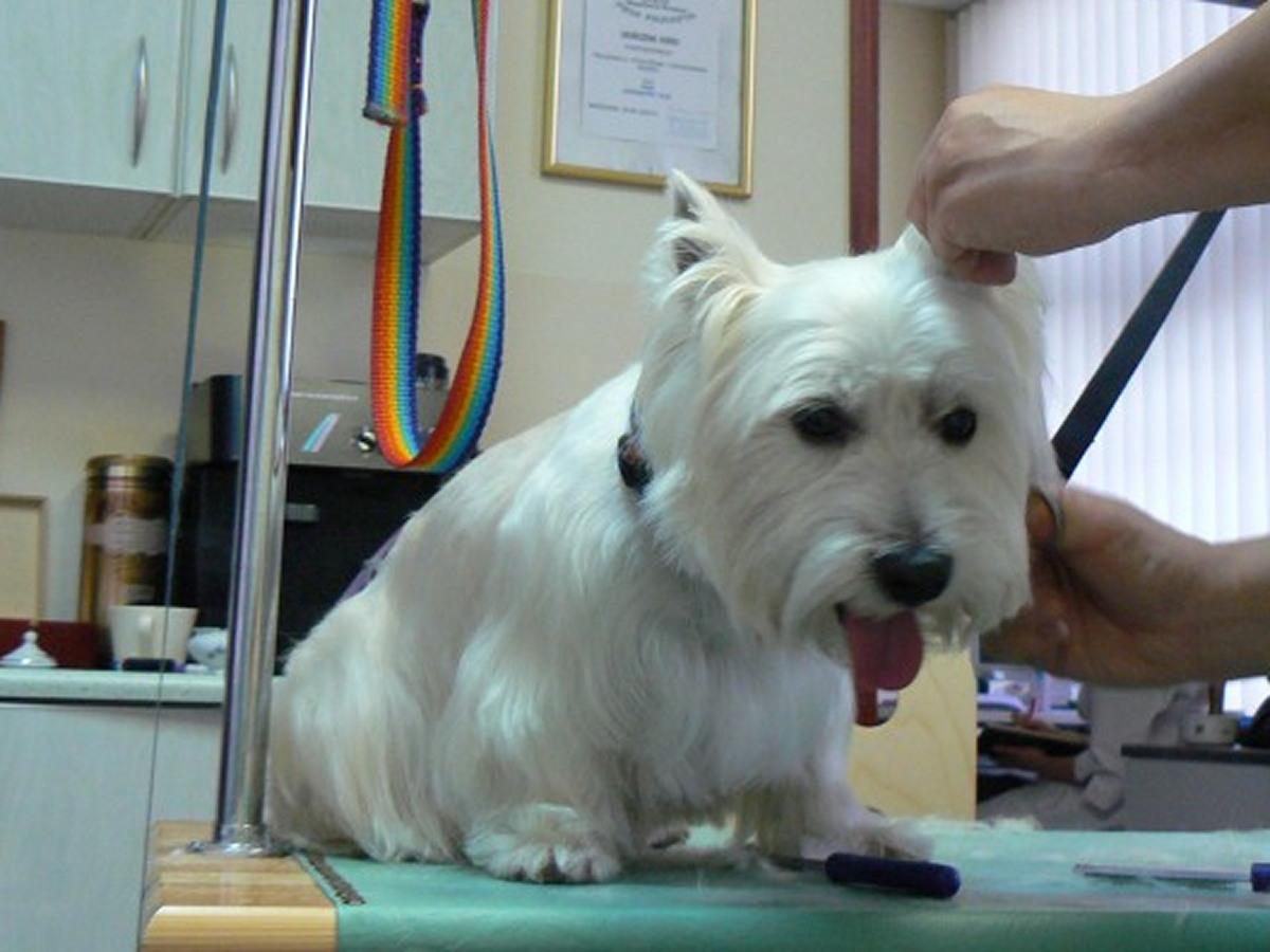 Kurs Strzyżenia psów we Wrocławiu Groomerski, Grooming, dolnośląskie