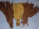 Liście tytoniu, Virginia Barley TYTOŃ, Łukowa, lubelskie