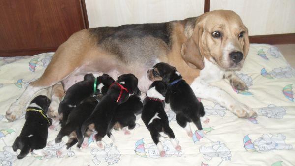 Beagle- cudne szczenięta  tricolor, Tarnów, małopolskie