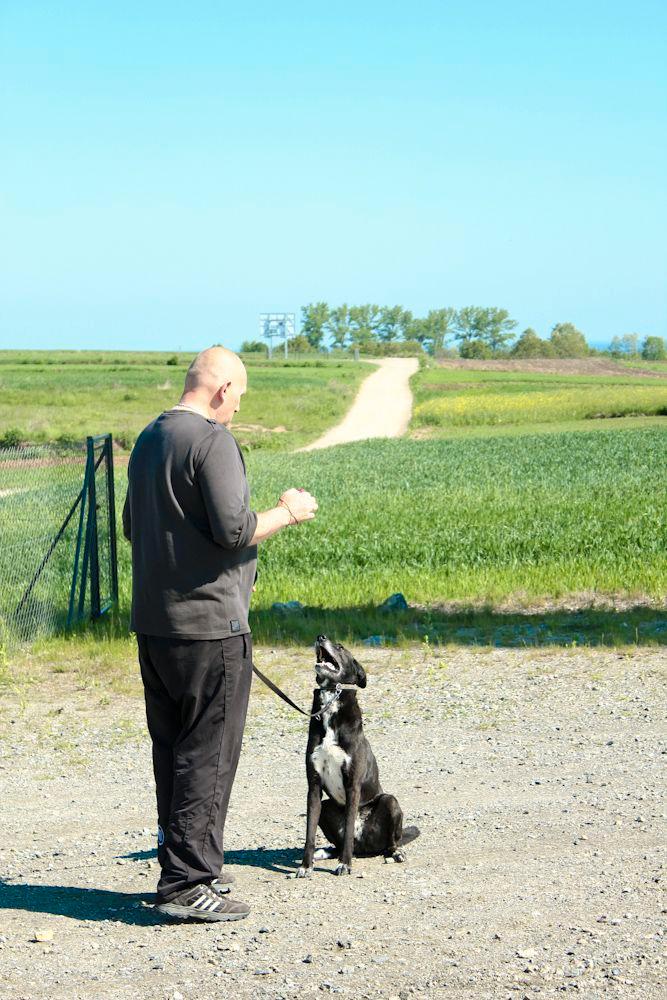 SZKOLENIE PSÓW POZYTYWNE KLIKEROWE PORADY POMOC, Przemyśl, podkarpackie