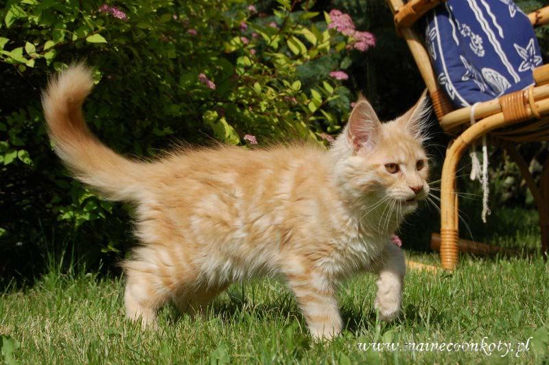 Kodowla kotów rasowych Maine Coon - olbrzymy , Kraków, małopolskie