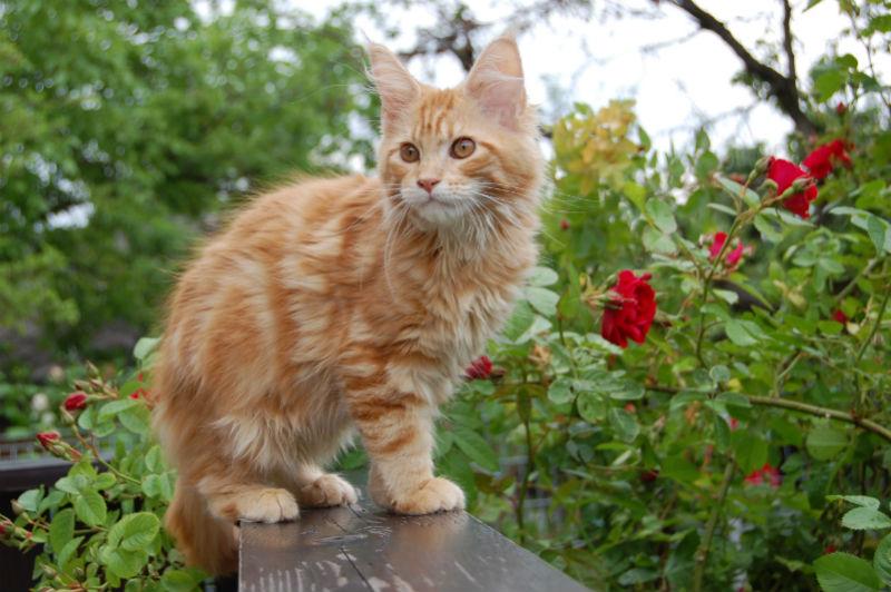 Kodowla kotów rasowych Maine Coon - olbrzymy , Kraków, małopolskie