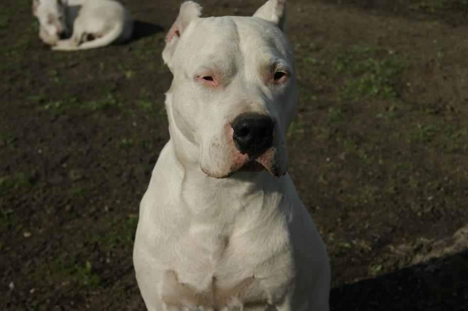 Reproduktor Dogo Argentino,Dog Argentyński-krycie