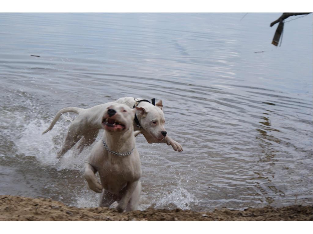 Reproduktor Dogo Argentino,Dog Argentyński-krycie