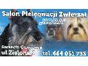 Strzyżenie psów, kąpiele, zabiegi pielęgnacyjne, Szczecin, zachodniopomorskie