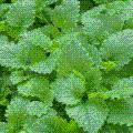 Wholesale Bulgarian herbs, Kazanlak, Bulgaria, mazowieckie