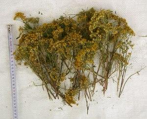 Wholesale Bulgarian herbs, Kazanlak, Bulgaria, mazowieckie