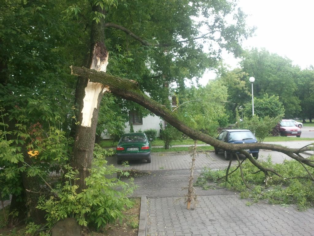 BARDRZEW - Wycinka drzew. Pielęgnacja zieleni., Warszawa, mazowieckie