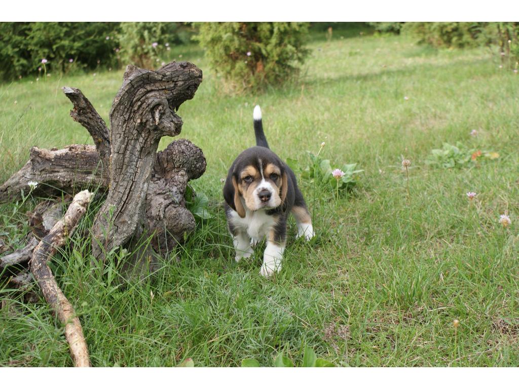 Piękne beagle, Ostrołęka, mazowieckie