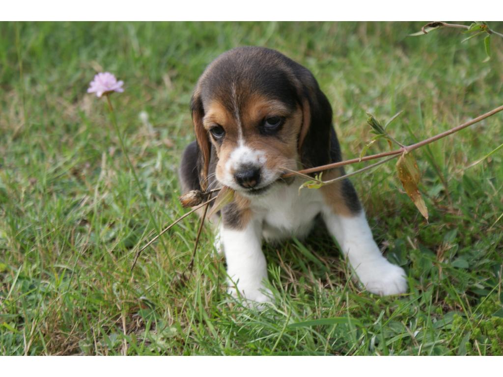 Piękne beagle, Ostrołęka, mazowieckie