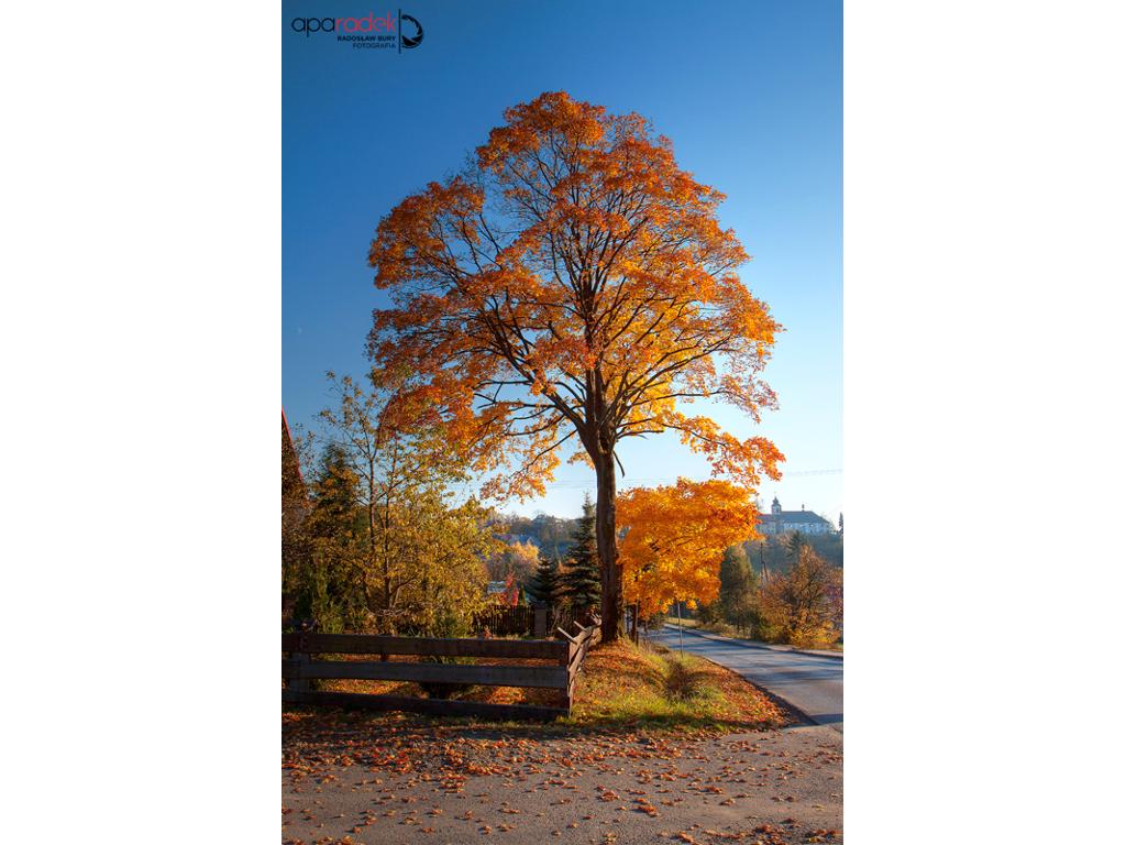 Fotografia ślubna, fotografia reklamowa, fotoreportaże, sesje foto, Koniaków, śląskie