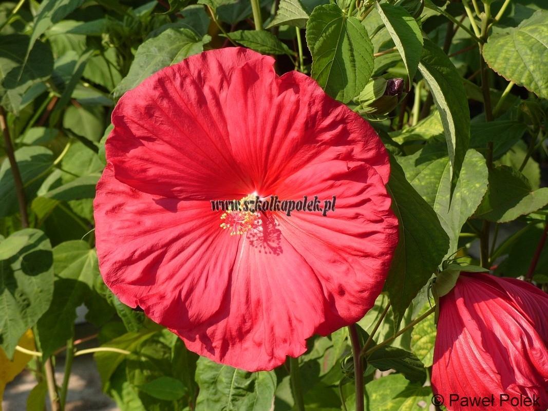 Hibiskus bylinowy