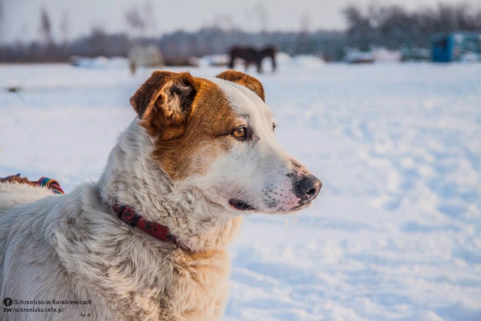 Jacuś i Agatka  -  szukają dobrego domu / adoptuj psa