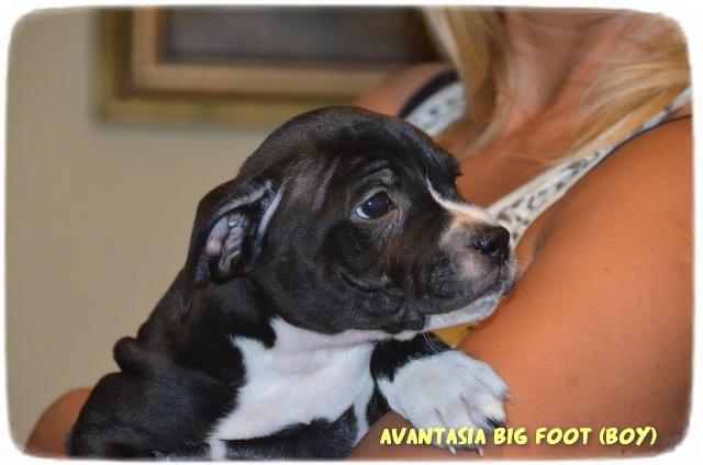 STAFFORDSHIRE BULL TERRIER, STAFFIK, STAFIK - zdrowe, rodowód FCI  , Radom, mazowieckie