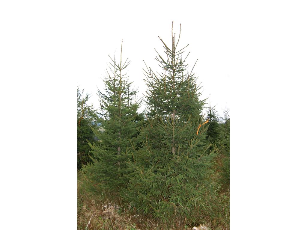 Choinki, drzewka świąteczne, bożonarodzeniowe, Bystrzyca Kłodzka, dolnośląskie