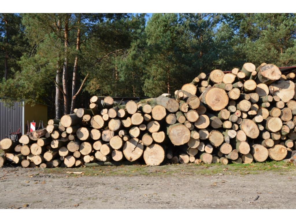 Pielęgnacja Wycinka drzew ekspertyzy dendrologicze drewno kominkowe, Warszawa i okolice, mazowieckie