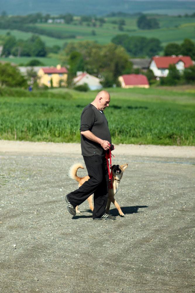 SZKOLENIE PSÓW POZYTYWNE KLIKEROWE PORADY POMOC, Przemyśl, podkarpackie