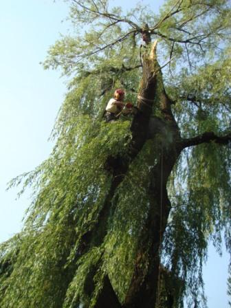 Pielęgnacja drzewa po wichurze