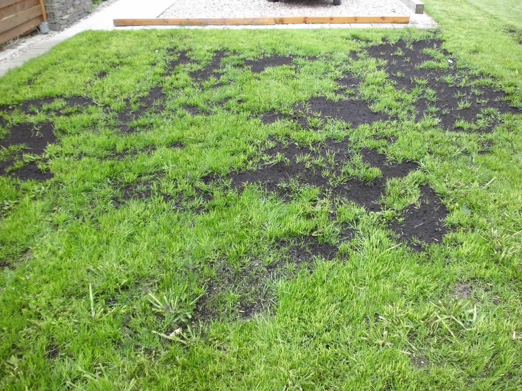 Renowacja trawnika
