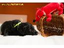 Flat Coated Retriever z RAINING DOG