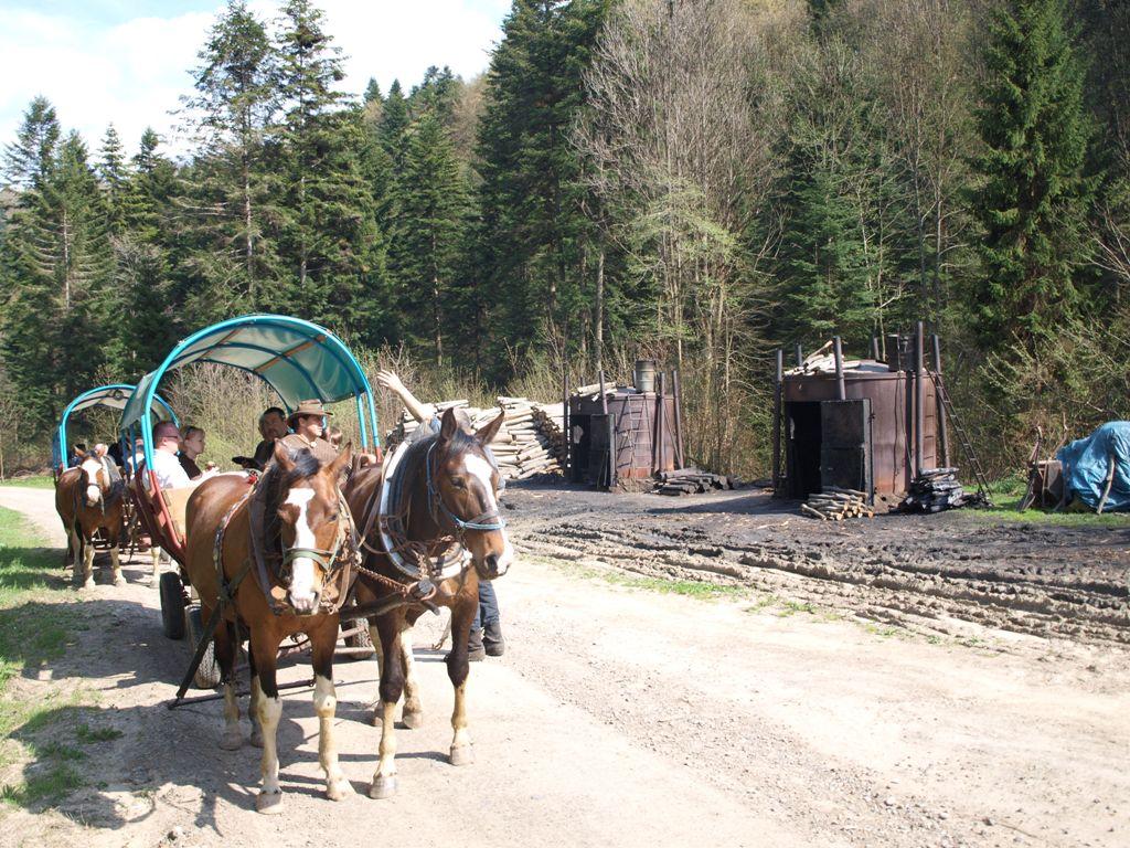 Noclegi Zielony Ruczaj  pokoje gościnne bieszczady  konie  kulig rajdy, Dołżyca , podkarpackie