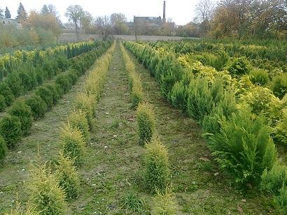 Ogrody.krzewy ozdobne,zagospodarowanie,nawadnianie, Ryńsk, kujawsko-pomorskie