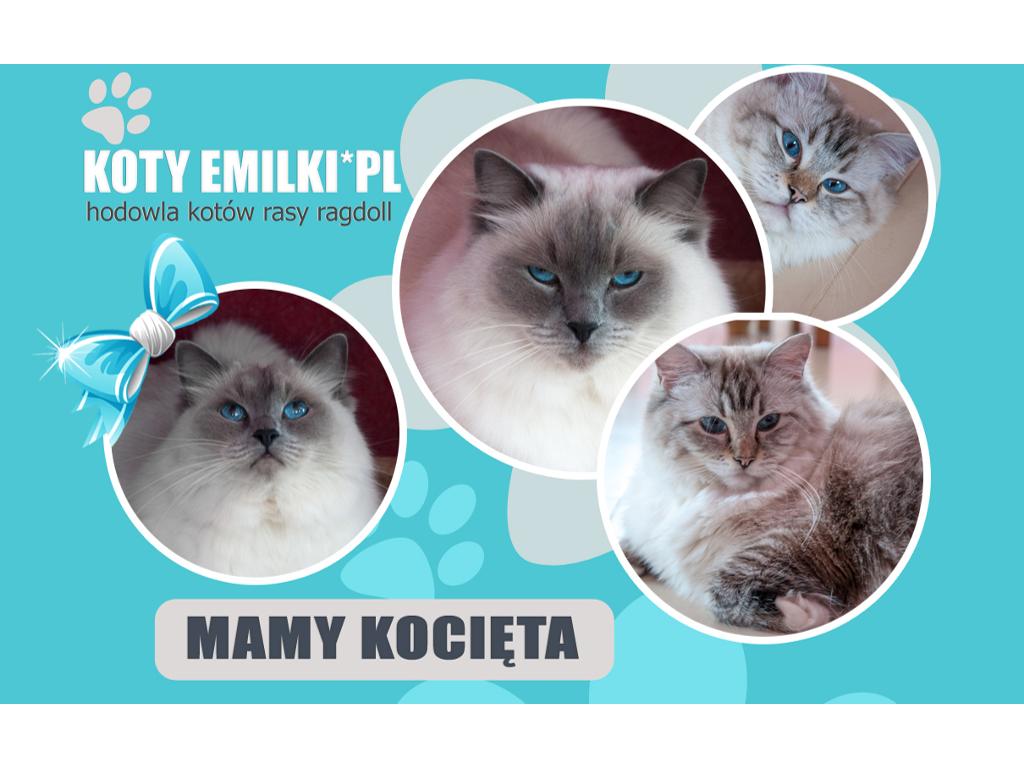 Ragdoll kocięta, Chełm, lubelskie