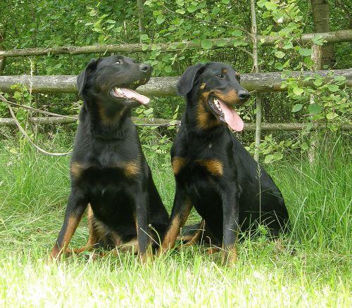 beauceron