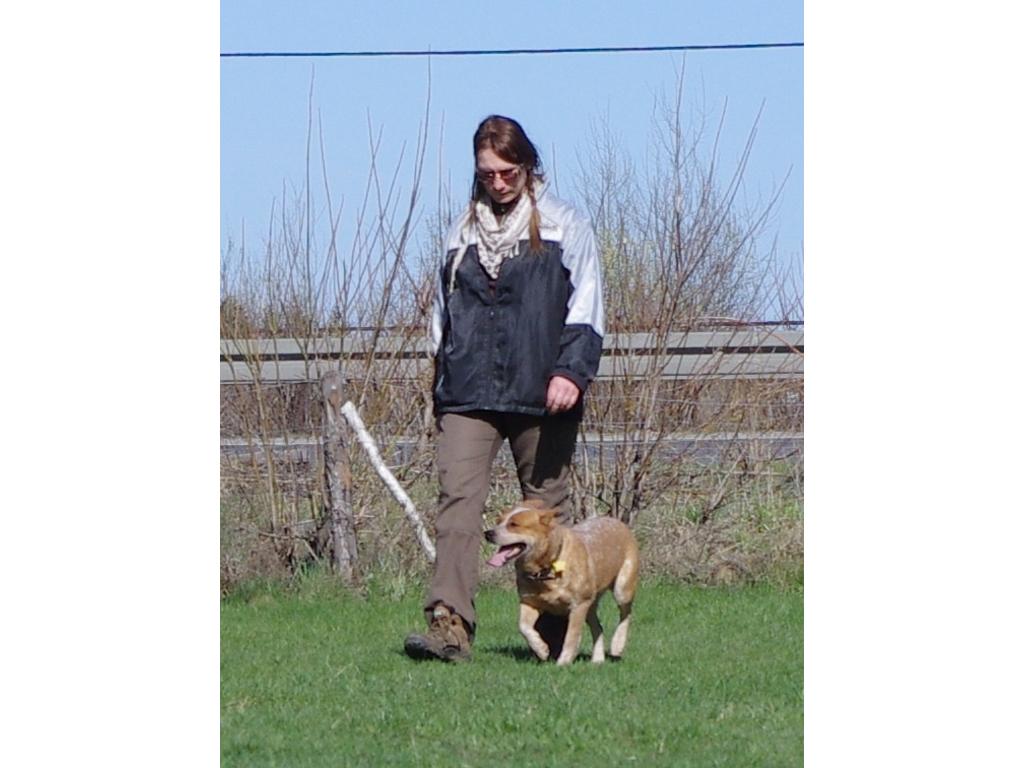 australian cattle dog