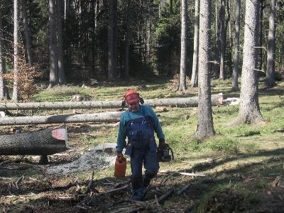 Wycinanie drzew na pułapki dla owadów ( Ochrona Lasu ). - kliknij, aby powiększyć