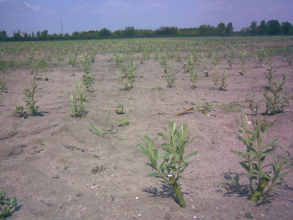 świeżo posadzona plantacja wierzby