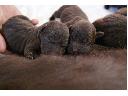 8 czekoladowych szczeniąt labrador retriever z rodowodem hodowla