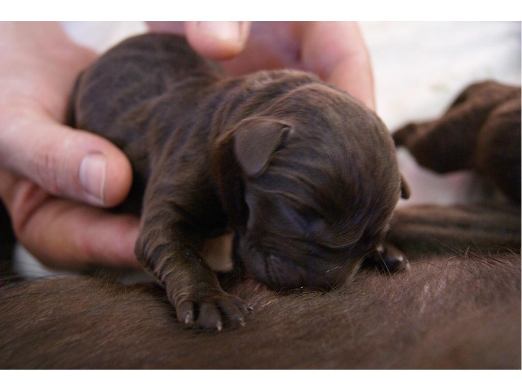 8 czekoladowych szczeniąt labrador retriever z rodowodem hodowla , Warszawagmina WIązowna, mazowieckie