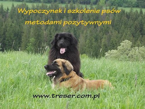 Szkolenie psa z wypoczynkiem  , Zakopane, małopolskie