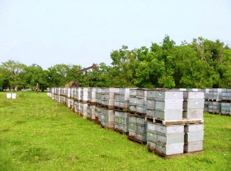 Ukraina. Gospodarstwo rolne, 800ha z zabudowaniami. Na sprzedaz, wynajem.