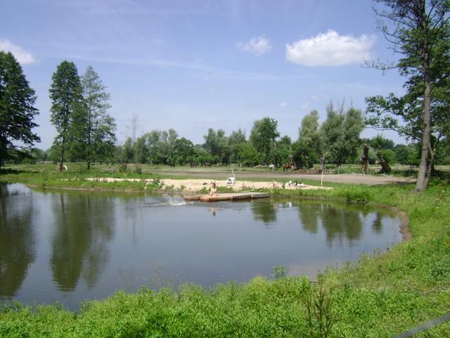 Obozy konne-Puszcza kampinoska- Blisko W-wy, Leoncin, mazowieckie