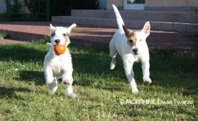 PARSON RUSSELL TERRIER - Hodowla Dwie Twarze !, Szczecin, zachodniopomorskie