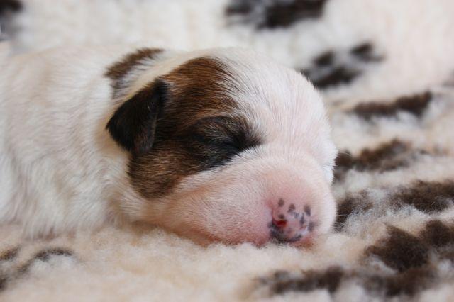 PARSON RUSSELL TERRIER - Hodowla Dwie Twarze !, Szczecin, zachodniopomorskie