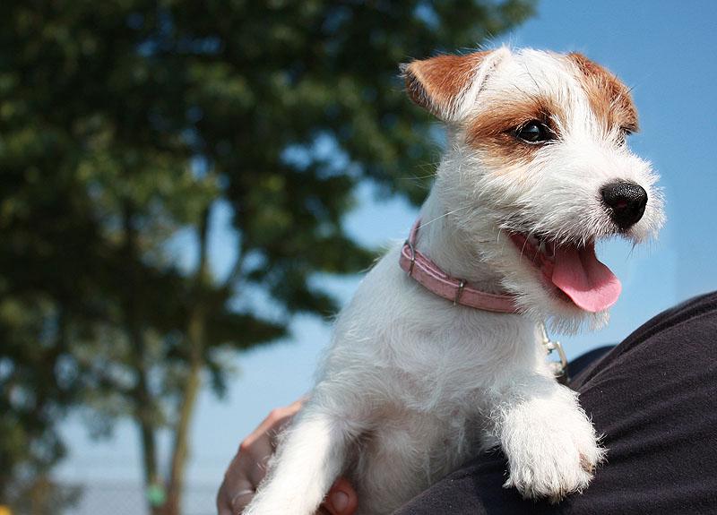 PARSON RUSSELL TERRIER - Hodowla Dwie Twarze !, Szczecin, zachodniopomorskie