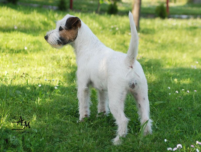 PARSON RUSSELL TERRIER - Hodowla Dwie Twarze !, Szczecin, zachodniopomorskie