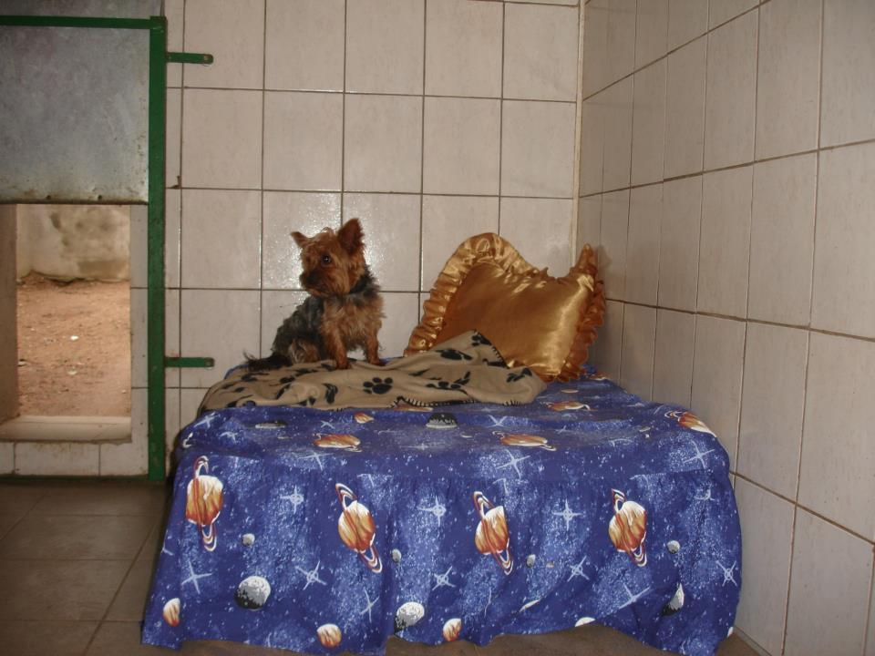 Hotel dla psów i kotów prowadzony przez lekarzy weterynarii, Trypucie kBiałegostoku, podlaskie