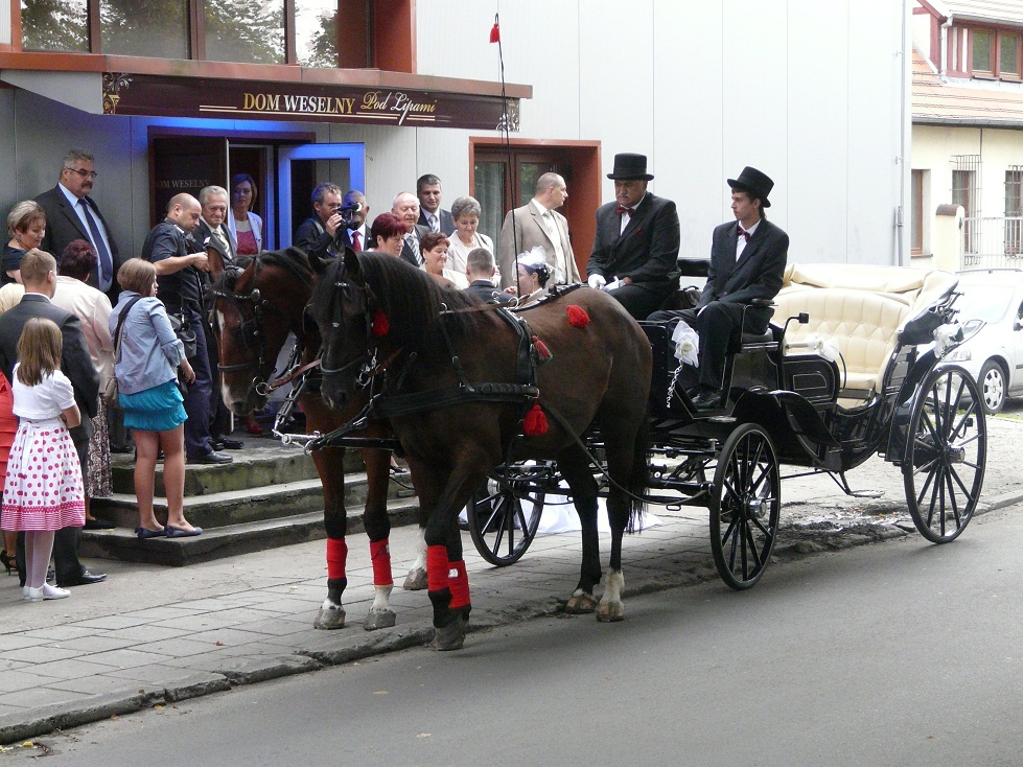 Bryczka na Ślub Wrocław i okolice , Wroclaw, dolnośląskie