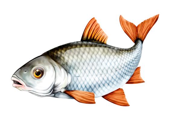 Grafika na opakowanie karmy dla ryb