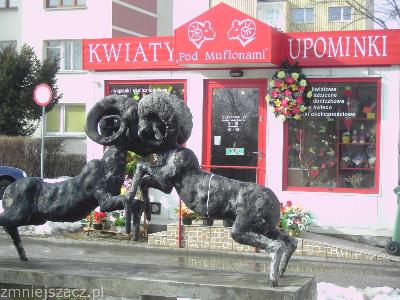 Kwiaciarnia Pod Muflonami w Wałbrzychu - kliknij, aby powiększyć